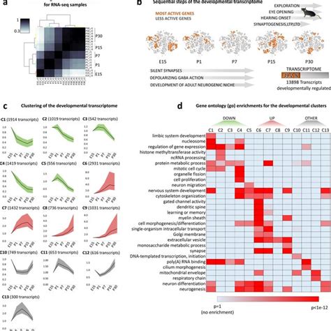 Clustering And Functions Of The Developmental Transcriptome A