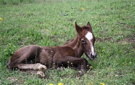 15 Horse Facts That Will Blow Your Ponytail Off | PETA