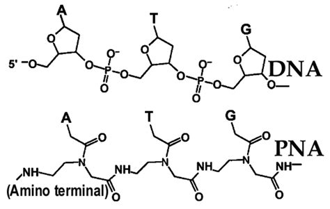 Comparison of Chemical Structure for PNA and DNA: In the structure of ...