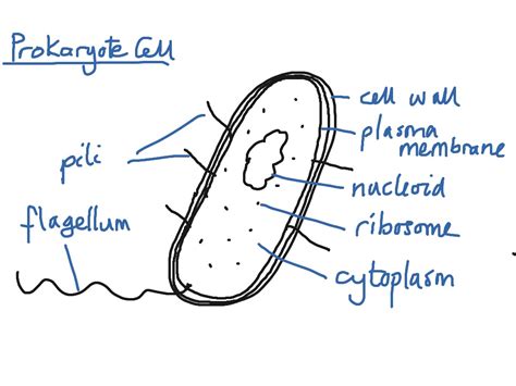 prokaryotic cell parts and functions