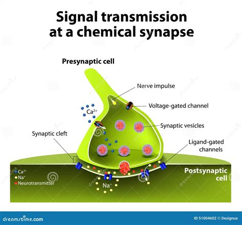 Chemical Synapse Stock Vector Image 51004602