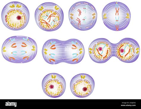 stages  mitosis