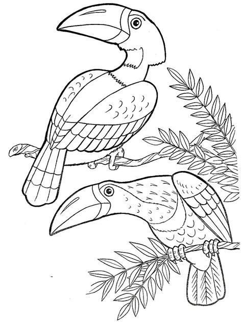 Toucan Coloring Pages