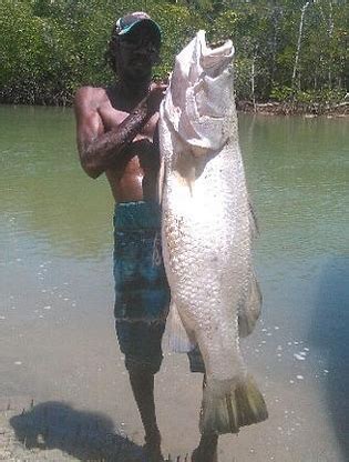 Monster Cm Barra Caught In Cape York Fishing World