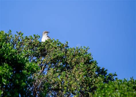 Northern Mockingbird Mimus Polyglottos In North America Stock Photo