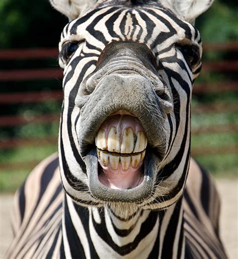 Royalty Free Animal Teeth Pictures, Images and Stock Photos - iStock