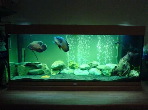 Oscar Fish Tank Design