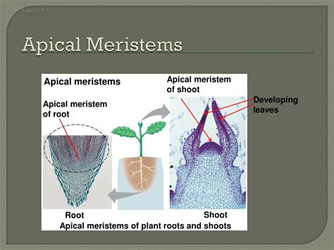 Ppt Kingdom Plantae Chapter Plant Diversity How Plants