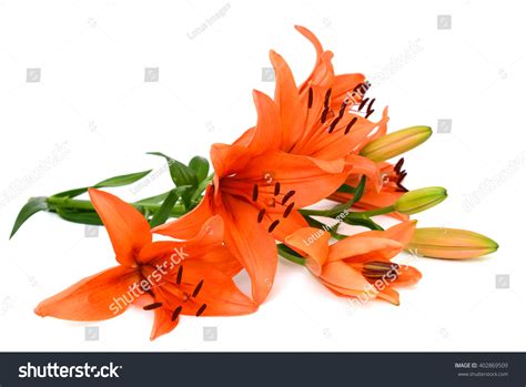 Beautiful Orange Lily Flower Bouquet Isolated Stock Photo 402869509