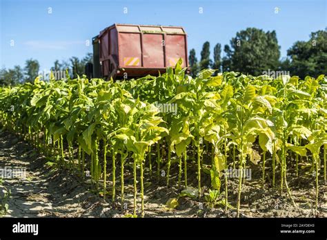 Harvesting tobacco leaves with harvester tractor Stock Photo - Alamy