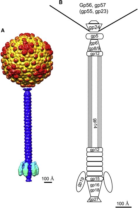 Structure Of The Marine Siphovirus TW1 Evolution Of Capsid Stabilizing