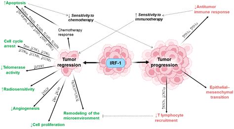 Ijms Free Full Text Roles Of Interferon Regulatory Factor 1 In