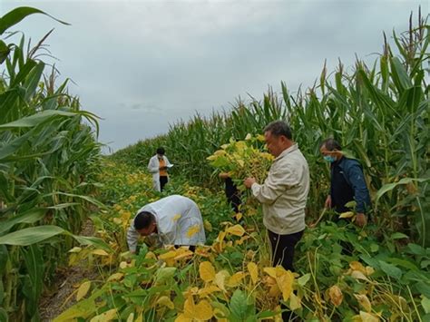 济宁市人民政府 各地快报 邹城开展大豆玉米带状复合种植机械化收获减损技术指导服务