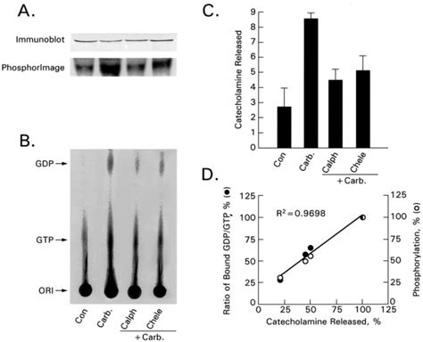 Effects Of Pkc Inhibitors And Carbachol On Catecholamine Secretion