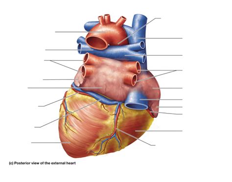 External Heart Anatomy