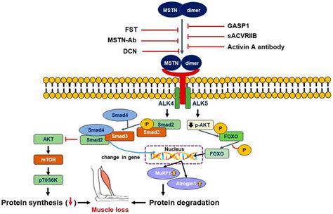 Frontiers Myostatin And Its Regulation A Comprehensive Review Of