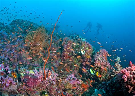 Puerto Galera Diving - Scuba Info, Travel Guide & Personal Experience