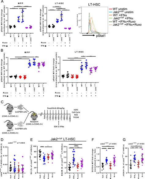 Ifn And Ruxolitinib Target Different Cell Populations In Vivo A