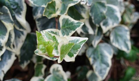 Hedera Gloria De Marengo Maqu Plantas Del Maresme De Calidad