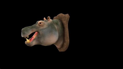 D Model Hippopotamus Hippo Head Pbr Textured Vr Ar Low