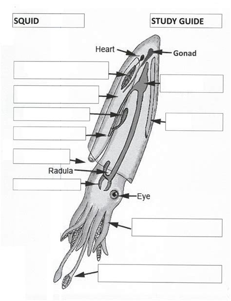 Anatomy Squid Diagram Quizlet