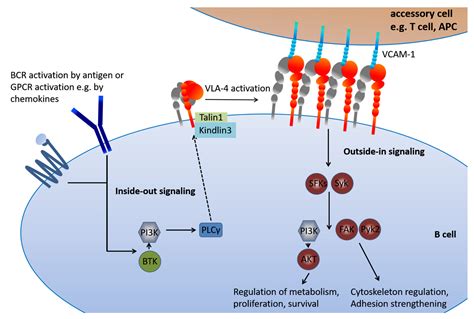 Ijms Free Full Text Vla Expression And Activation In B Cell