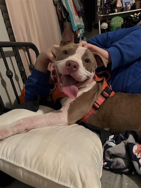 Pit Bull Fight : r/pitbulls