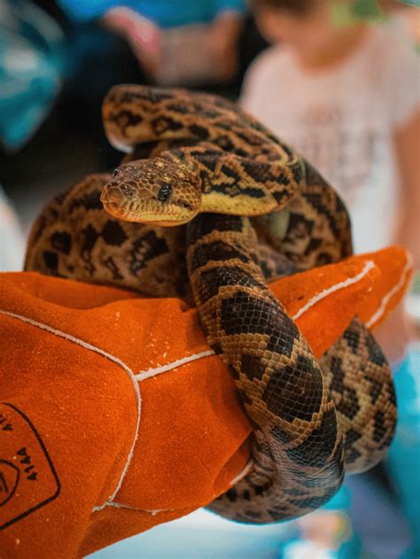 Interesting Facts About The Amazon Tree Boa