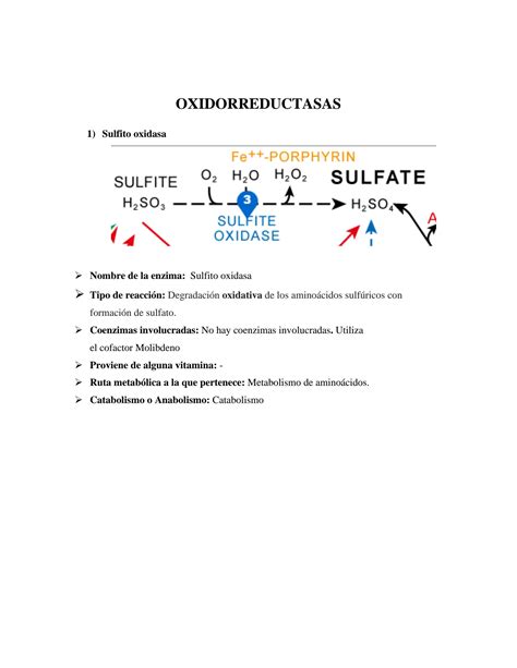 Solution Clasificaci N De Enzimas En Bioquimica Ii Studypool