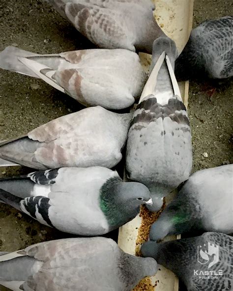 Recessive Opal Racing Pigeon Collection In 2021 Racing Pigeons