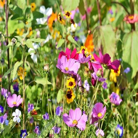 Gorgeous Perennial Wildflower Seeds Vibrant Meadow (1000+)