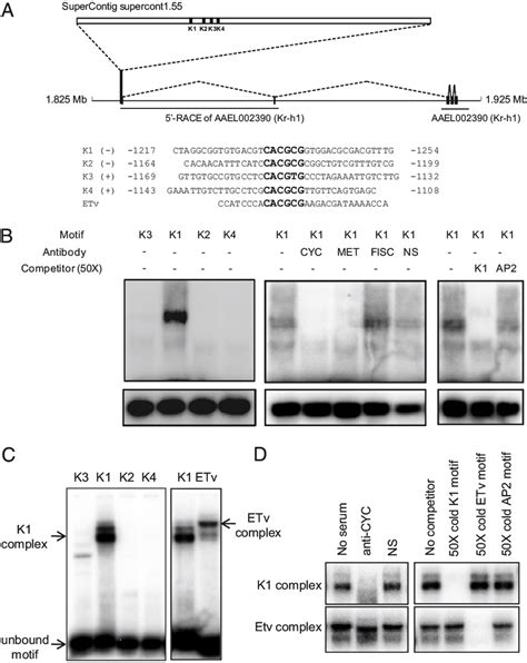 Binding Of CYC And MET To The E Box Like Motif From The Kr H1 Gene