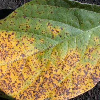 Septoria Brown Spot Understanding Conditions That Favor Soybean