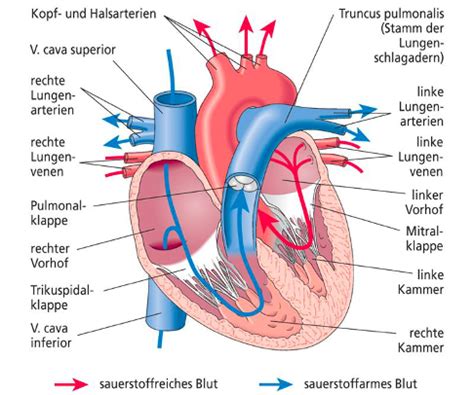 Herz Kreislauf M1A BAS Karteikarten Quizlet