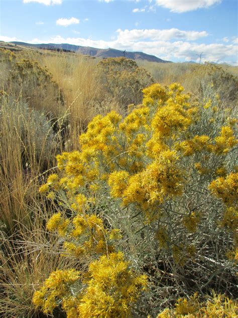 rabbitbrush | The Elements Unearthed