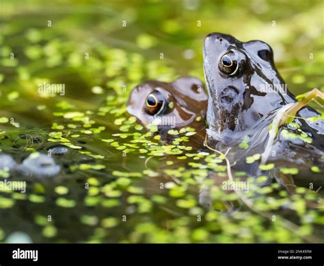 Common Frog Rana Temporaria In A Garden Pond In Ambleside Lake