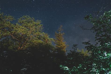 Premium Photo | The night sky in the forest