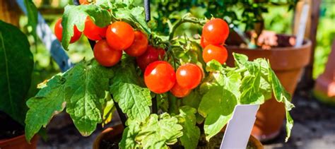 Container Gardening 101 - Dave's Garden