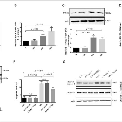 Effects Of Fk On Ultrastructural Variations Of Podocyte In Dn Rats