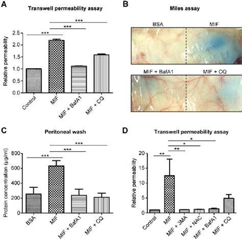 Mif Increases Vascular Permeability Through Autophagy A Hmec 1 Cells Download Scientific