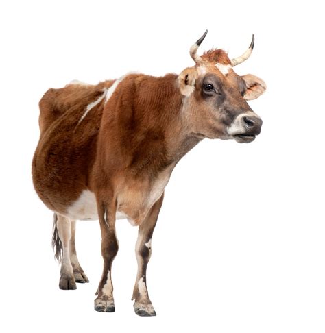 Premium Photo | Brown Jersey cow on a white isolated