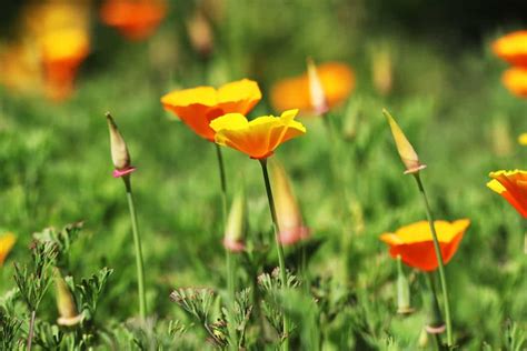 Hornveilchen Viola cornuta Pflege und Überwintern Hausgarten net