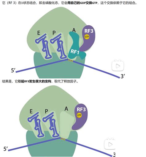 Mit 分子生物学 Part3 313 Bacterial Translation Termination And Ribos 哔哩哔哩