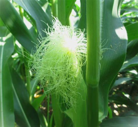 Kentucky Hybrid And Variety Trials Grain Crops