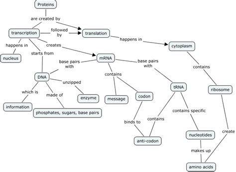 Protein Synthesis Concept Map