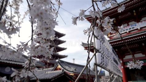 Sensoji Temple in Tokyo, Japan, Asakusa Kannon Temple, Cherry Tree ...