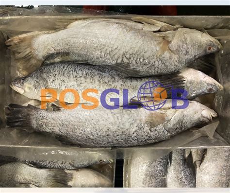 Demersal Fish - PT. Portal Binis Global