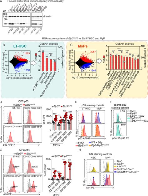 Deficiency In Elongator Activates The P53 And Atf4 Stress Response