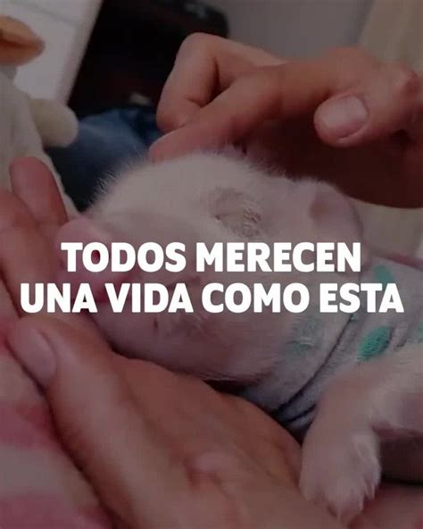 Es posible darles una nueva vida a los animales con protección