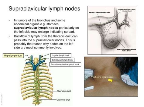 Anatomy Of The Lymphatic System